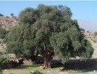 Der Arganbaum, endemisch Südmarakko Der Arganbaum, endemisch Südmarakko
